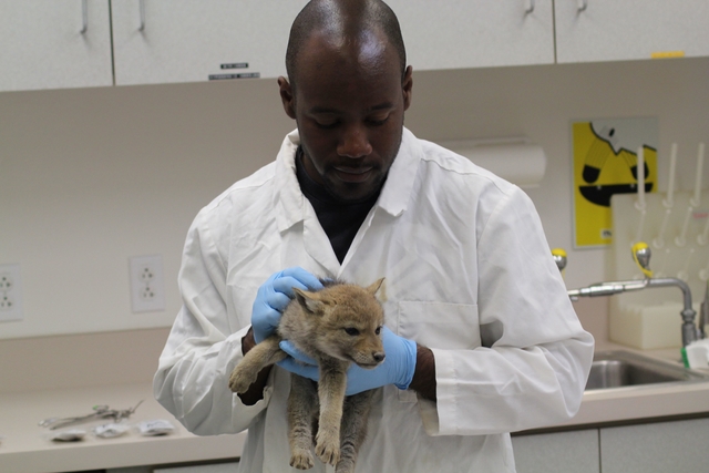 Dr. Chris Schell, wearing white lab coat and blue latex gloves, holding a coyote pup in a laboratory.