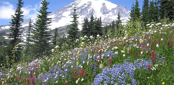 Alpine meadow