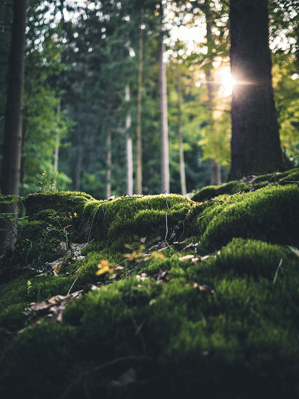 Moss gorwing among trees