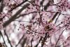 Cherry Blossoms at UW Tacoma