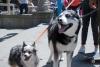 Two dogs on leashes at Husky Fest